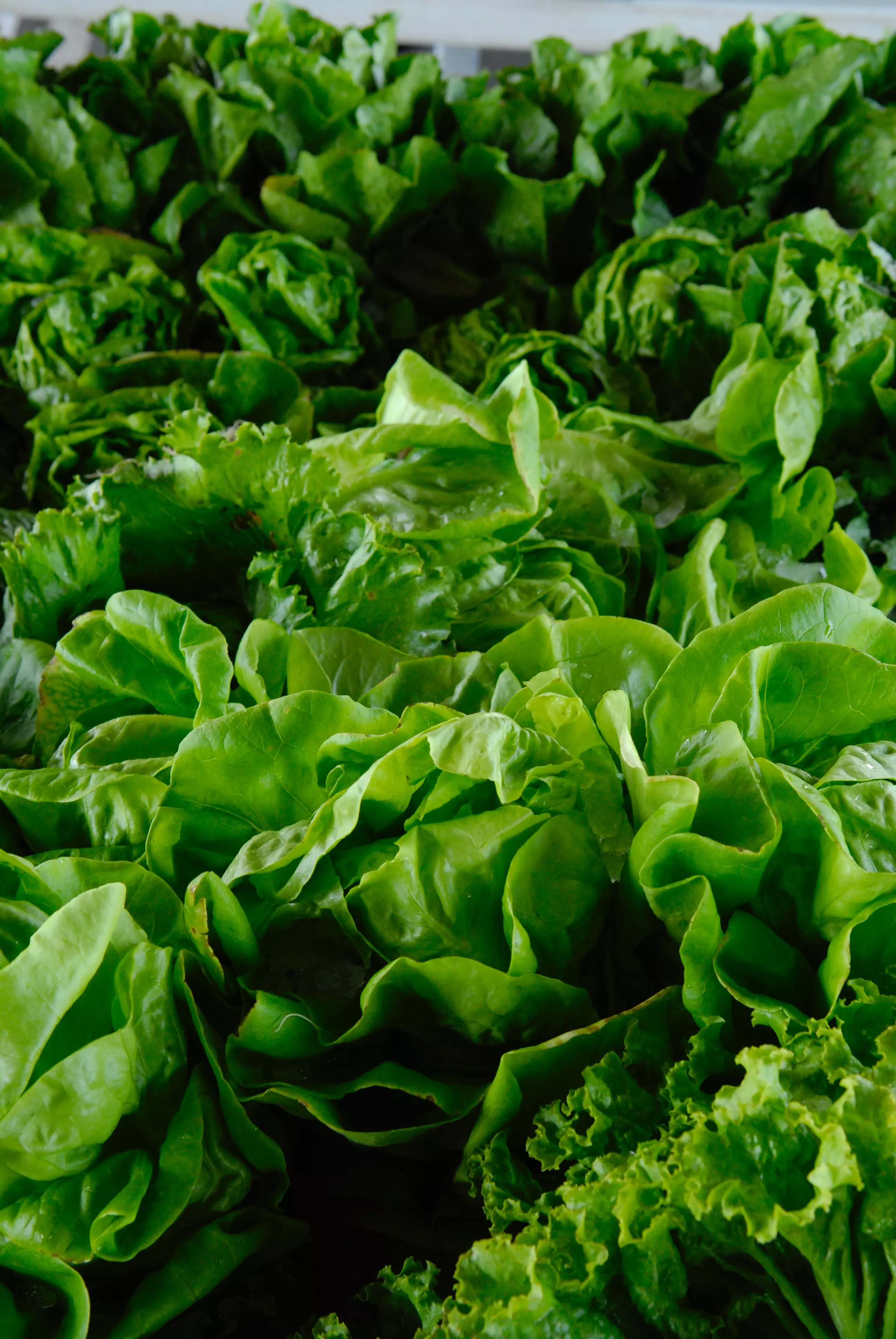 LettuceImage